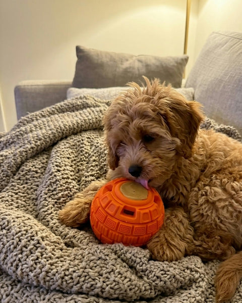 Biscuit, Cronulla