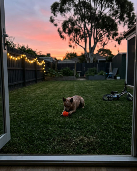 Rusty, Werribee