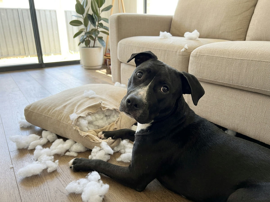 Ruby lying next to a couch cushion she has chewed open
