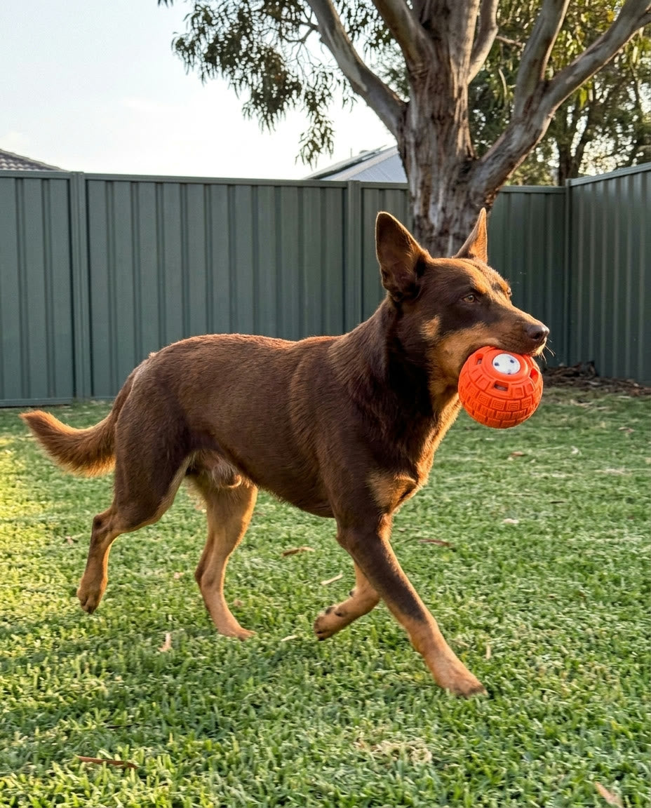 Kelpie trotting across the backyard carrying The Ruby