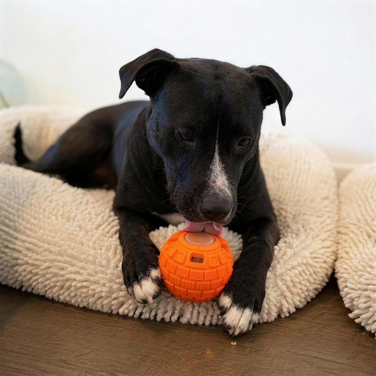 Ruby the staffy on her bed licking a frozen pop from The Ruby