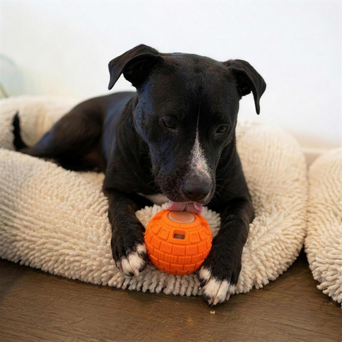 Ruby the staffy on her bed licking a frozen pop from The Ruby
